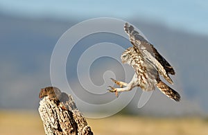 owl flies towards its prey