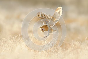 Owl flight. Hunting Barn Owl, wild bird in morning nice light. Beautiful animal in the nature habitat. Owl landing in the grass.