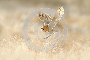 Gufo anni. a caccia fienile gufo Selvaggio uccello mattina la luce. bellissimo l'animale natura. gufo approdo erba 