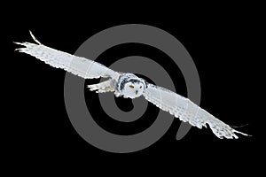 Owl in flight isolated on black background. Snowy owl, Bubo scandiacus, flies with spread wings. Hunting arctic owl.