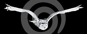 Owl in flight isolated on black background. Snowy owl, Bubo scandiacus, flies with spread wings. Hunting arctic owl.