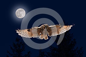 Owl in flight. Long-eared owl, Asio otus, landing with widely spread wings in moonlight. Hunting predator in night forest. photo