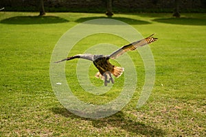 Owl during a flight in Scotland shows