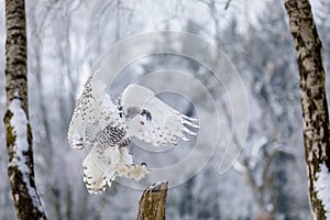 Owl in flight. Snowy owl, Bubo scandiacus, flies with spread wings, landing on rotten stump. Beautiful white polar bird.