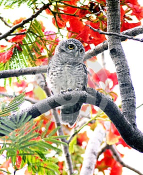 OWL WITH FLOWER BACKGROUND