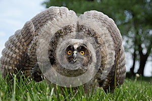 An owl with fluffed large wings on the grass. Owl defender. Close-up