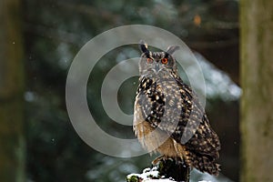 Owl with fluffy feathers in snowfall. Eurasian eagle owl, Bubo bubo, perched on mossy stump. Wildlife photo from winter forest.