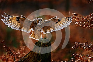Owl fly in autumn forest. Owl in orange wood, yellow eye. Long-eared Owl, Asio otus, with orange oak leaves during autumn. photo