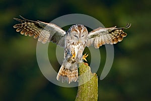 Owl fly in the green forest. Flying Eurasian Tawny Owl, Strix aluco, with nice green blurred forest in the background. Wildlife sc