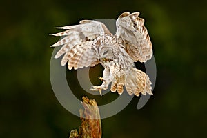 Owl fly in the green forest. Wildlife scene in nature habitat. Animal behaviour, Sweden, Europe. Bird landing. Flying Eurasian Taw