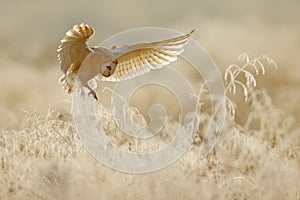 Owl fly with open wings. Barn Owl, Tyto alba, flying above rime white grass in the morning. Wildlife bird scene from nature. Cold