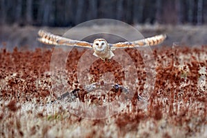Owl fly with open wings. Barn Owl, Tyto alba, flight above red grass in the morning. Wildlife bird scene from nature. Cold morning