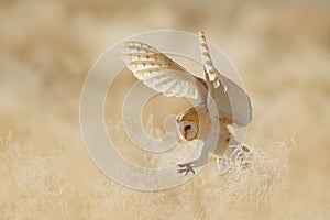 Owl fly with open wings. Barn Owl, Tyto alba, sitting on the rime white grass in the morning. Wildlife bird scene from nature. photo