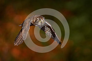 Owl fly in the orange leave autumn forest. Boreal owl, Aegolius funereus, in the orange larch autumn forest in central Europe,
