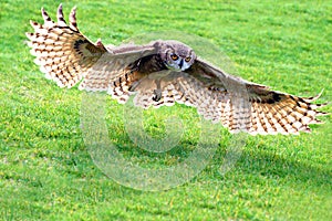 Owl Flying