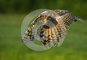 Owl flying