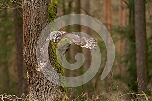 Owl flying close to the tree in the european forest.