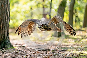 Owl flying in the forest. Euroasian eagle owl with spread wings in flyght. Action nature from a sunny day. Bubo bubo.