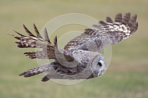 Owl flying. Great grey owl in level flight. Beautiful bird of pr