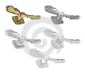 Owl, flying night bird. Illustrations in several variants for your selection.