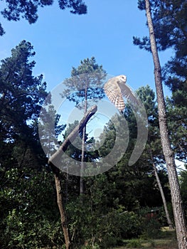 Owl Flying off a Branch