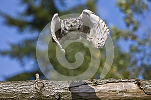 Owl flying over the log