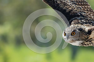 Owl flying. Rural countryside wildlife. Bird of prey in flight.