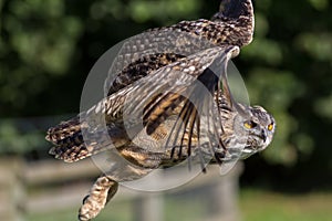 Owl flying. Side view close up. Eagle-owl Bubo bubo bird of pr