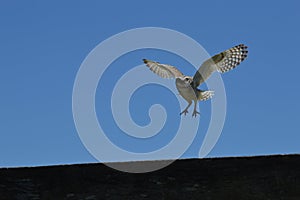 An owl flying on the wood