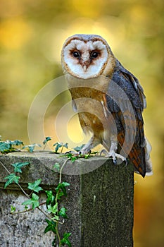 Owl in the forest. Barn owl, Tito alba. Nice owl sitting on stone fence in forest cemetery, nice blurred light green the