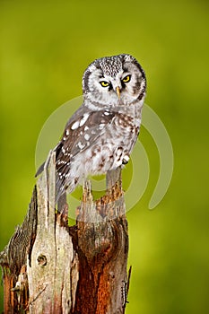 Owl in the forest. Boreal owl, Aegolius funereus, sitting on larch tree trunk with clear green forest background. Wildlife scene f