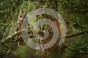 Owl in the forest habitat. Long-eared Owl sitting on the branch in the fallen larch forest during autumn. Beautiful lichen tree