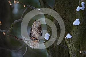 Owl in the forest habitat. Long-eared Owl sitting on the branch in the fallen oak forest during autumn with first snow. Beautiful