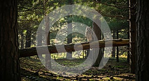Owl in Forest Long-Eared Owl Perched on Fallen Tree