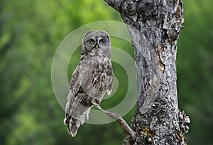 Owl in forest during summer