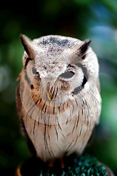 Owl from forest in Thailand