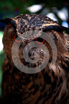 Owl from forest in Thailand 4