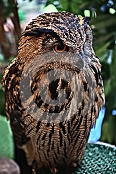 Owl from forest in Thailand 2