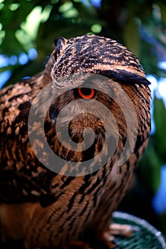 Owl from forest in Thailand 5