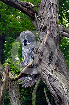 Owl, friendly animals at the Prague Zoo.