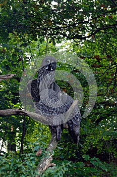 Owl, friendly animals at the Prague Zoo.