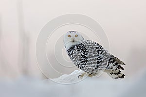 Owl at frosty sunrise. Snowy owl, Bubo scandiacus, perched in snow. Arctic owl hunting in winter landscape. Beautiful white owl