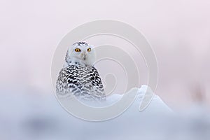 Owl at frosty sunrise. Snowy owl, Bubo scandiacus, perched in snow. Arctic owl looking over shoulder. Beautiful white polar bird