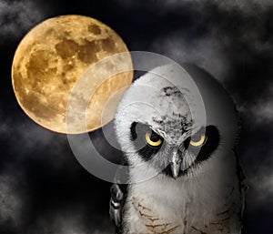 Owl and Full Moon