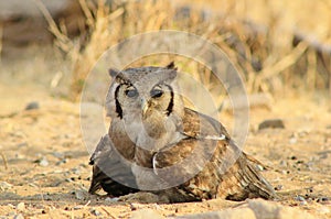 Owl, Giant Eagle - African Eyes