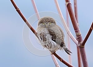 Owl - Glaucidium gnoma