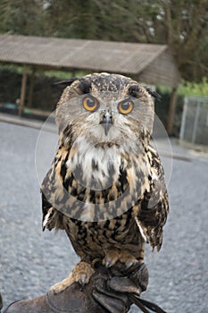 Owl on gloved hand