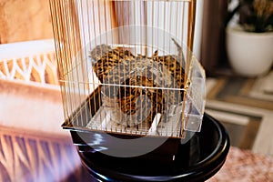Owl in golden cage on table