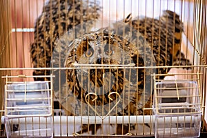 Owl in golden cage on table