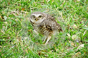 Owl on grass